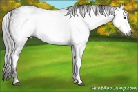 Horse Color:Gray White Spotted Liver Chestnut Frame 