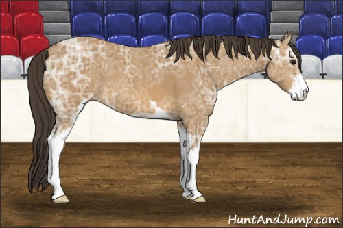 Horse Color: Buckskin Ice Sabino 
