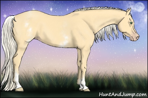 Horse Color:White Spotted Gold Cream Champagne