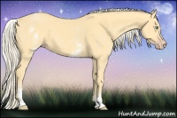 Horse Color:White Spotted Gold Cream Champagne 