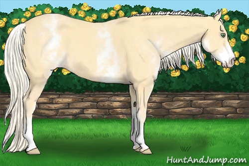 Horse Color: White Spotted Gold Cream Champagne 