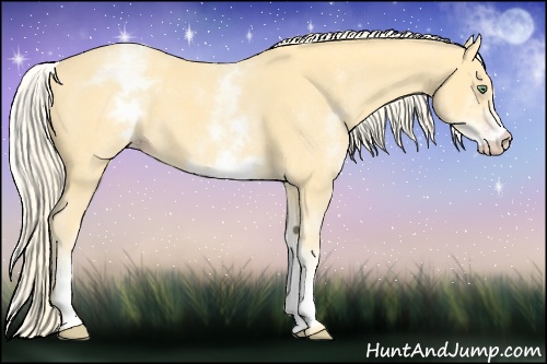 Horse Color:White Spotted Gold Cream Champagne 