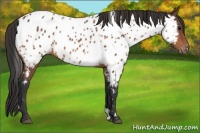 Horse Color:White Spotted Bay Near Leopard