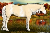 Horse Color:White Spotted Gold Cream Champagne 