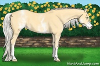 Horse Color:White Spotted Gold Cream Champagne 