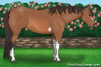 Horse Color:Bay Tobiano Frame 