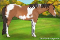 Horse Color:Bay Tobiano Frame 