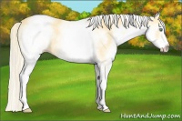 Horse Color:White Spotted Gold Cream Champagne 