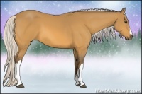 Horse Color:Silver Buckskin 