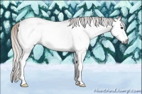 Horse Color:Gray White Spotted Silver Black 
