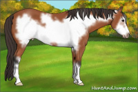 Horse Color:Bay Frame 