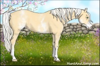 Horse Color:White Spotted Gold Cream Champagne 