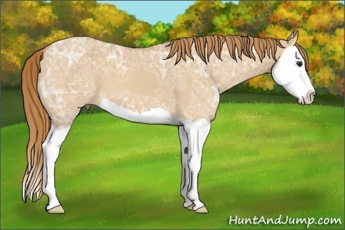 Horse Color: Red Dun Ice Splash 