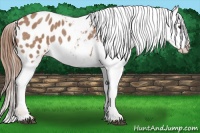 Horse Color:Red Roan Sabino Appaloosa 