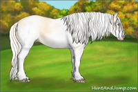 Horse Color:White Spotted Gold Cream Champagne 