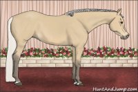 Horse Color:Silver Buckskin 