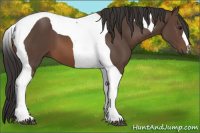 Horse Color:Brown Tobiano 