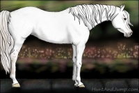 Horse Color:Gray Chestnut Blanket 