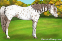 Horse Color:White Spotted Classic Champagne Appaloosa 