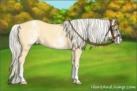 Horse Color:White Spotted Gold Cream Champagne 