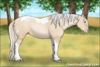 Horse Color:Silver Buckskin Pearl Dun Sabino Tobiano 