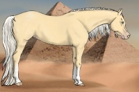 Horse Color:White Spotted Gold Cream Champagne
