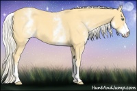 Horse Color:White Spotted Gold Cream Champagne 