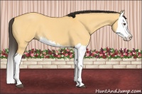 Horse Color:Buckskin Roan Dun Splash 