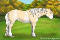 Horse Color:White Spotted Gold Cream Champagne 