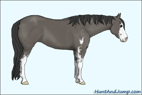 Horse Color: Unknown 