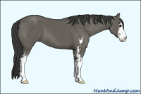 Horse Color:Unknown 