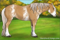 Horse Color:White Spotted Palomino 