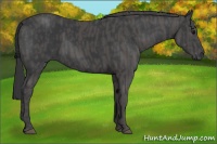 Horse Color:Black  Brindle