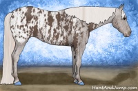 Horse Color:Silver Black Appaloosa  Brindle