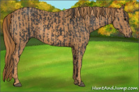 Horse Color:Black  Brindle