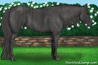 Horse Color:Black  Brindle