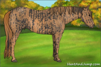 Horse Color:Black  Brindle