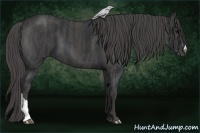 Horse Color:Black  Brindle