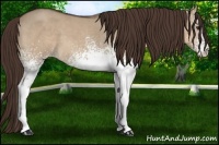Horse Color:White Spotted Liver Red Dun 