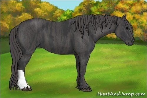 Horse Color: Unknown 