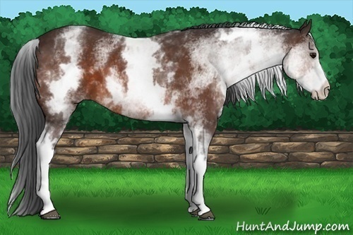 Horse Color: White Spotted Bay 