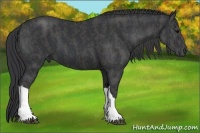 Horse Color:Black  Brindle