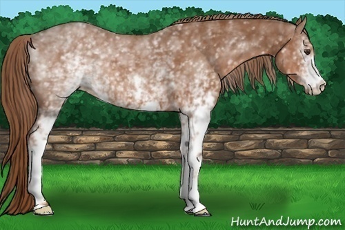 Horse Color: White Spotted Chestnut 