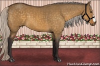 Horse Color:Silver Buckskin Dun 