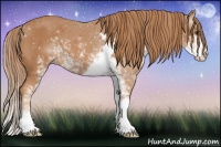 Horse Color:Chestnut Sabino 