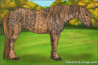 Horse Color:Black  Brindle