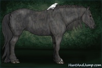 Horse Color:Black  Brindle