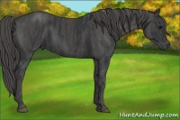 Horse Color:Black  Brindle