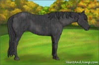 Horse Color:Black  Brindle