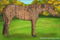 Horse Color:Black  Brindle